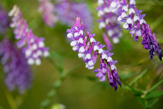 野豌豆