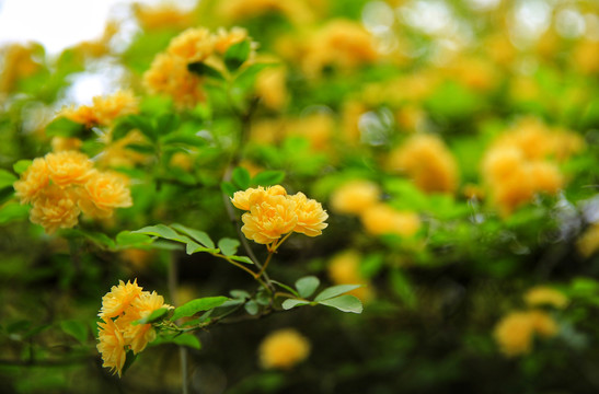 黄木香花