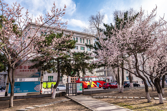 春暖花开的中国长春城区景观