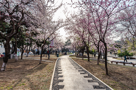 春暖花开的中国长春城区景观