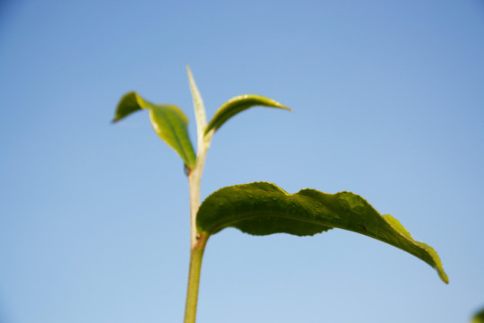 芽头