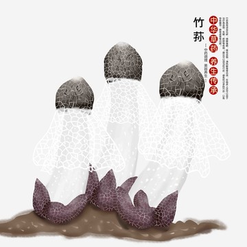 竹蓀中藥插畫