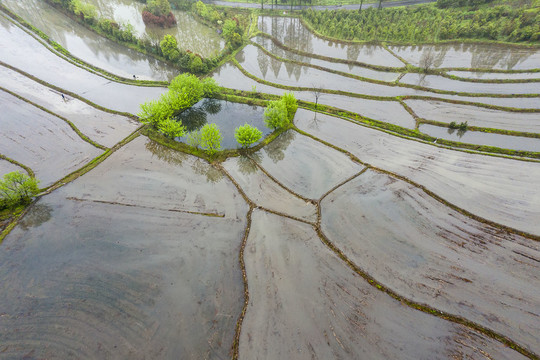 平整好的水田图片