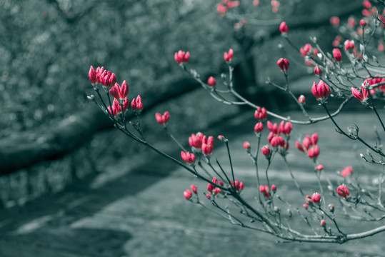 尚未开放的杜鹃花花苞