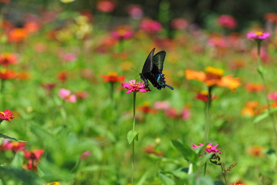 蝴蝶与花蝴蝶采蜜