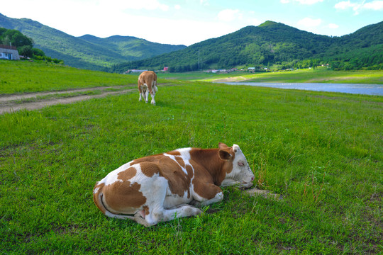 草地上休息的牛犊