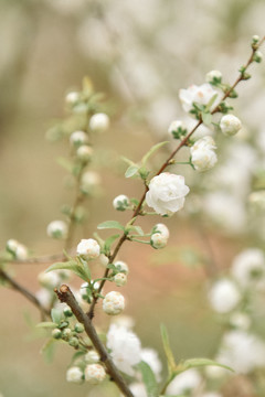 花卉春天清新白色麦李花桃花樱花