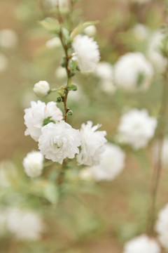 花卉春天清新白色麦李花桃花樱花