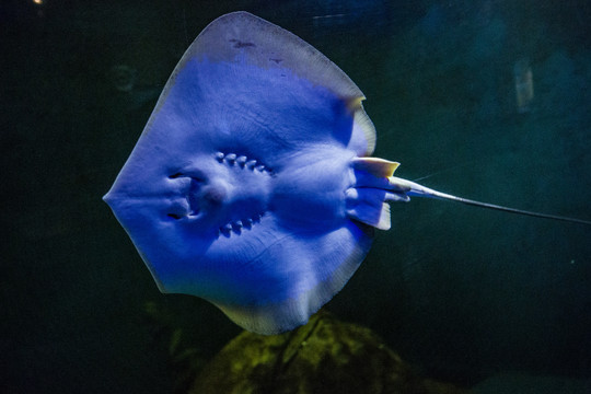 魔鬼魚