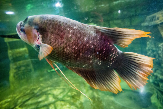 地圖魚