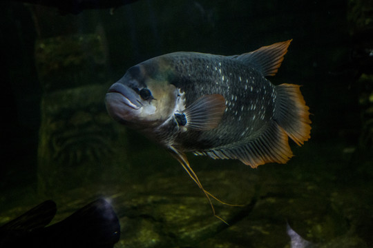 地圖魚