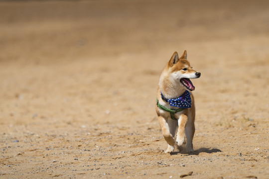 柴犬沙滩奔跑