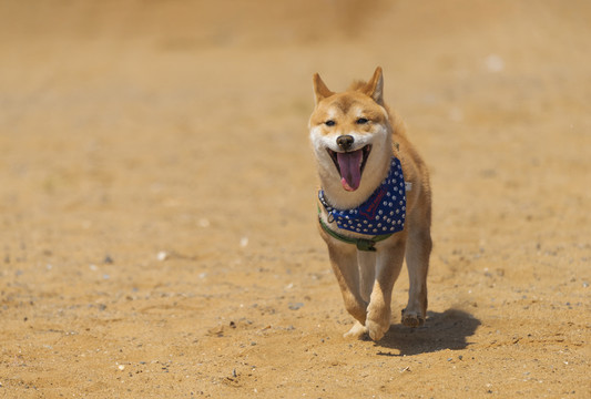 柴犬沙滩奔跑