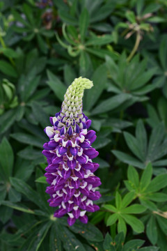 鲁冰花