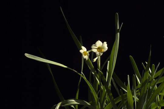 水仙花