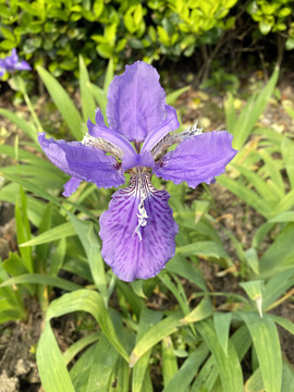 鸢尾花