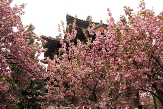 青龙寺樱花