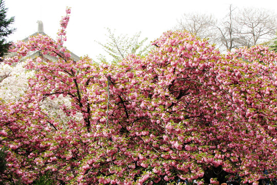 西安青龙寺樱花