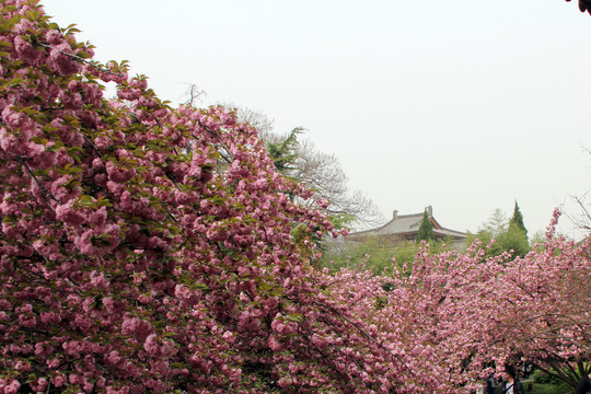 西安青龙寺樱花