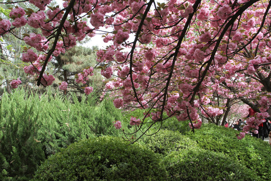 西安青龙寺樱花