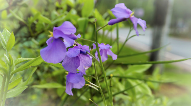 美丽小紫花