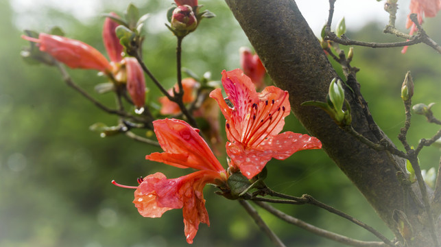 杜鹃花开