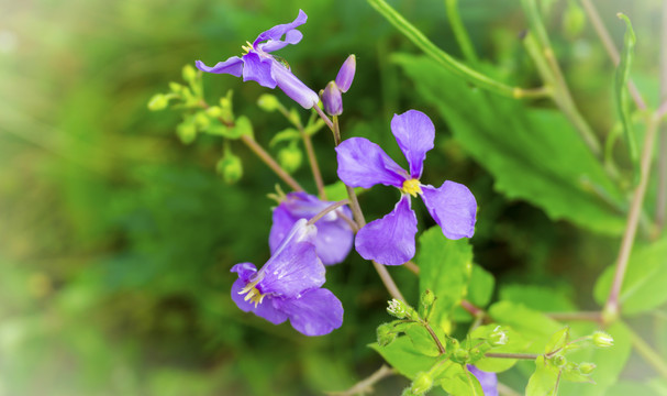 小紫花开