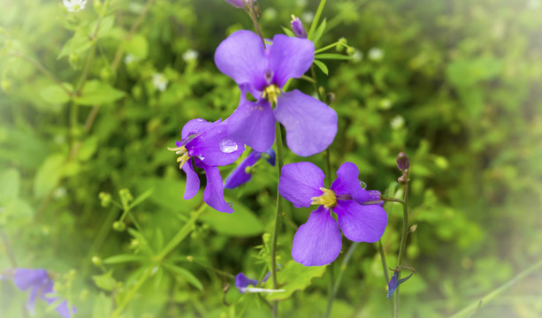 雨后紫花