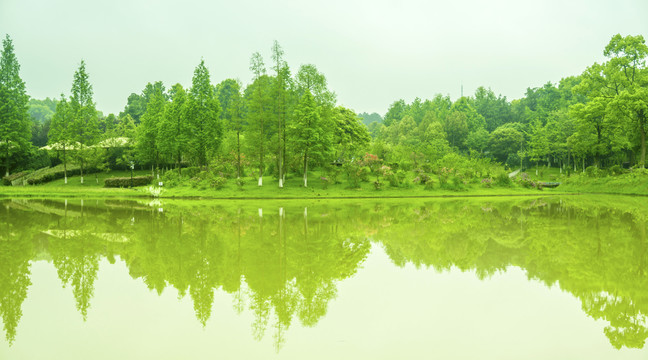 雨后绿韵