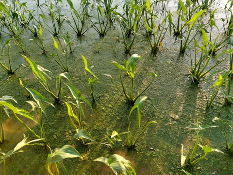 茨菇种植田