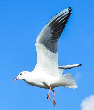 红嘴鸥