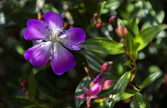 花草