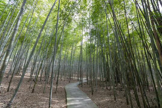 竹林步道