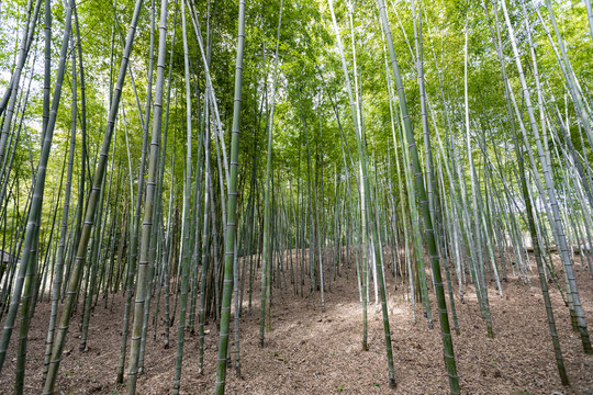 实拍竹林风光