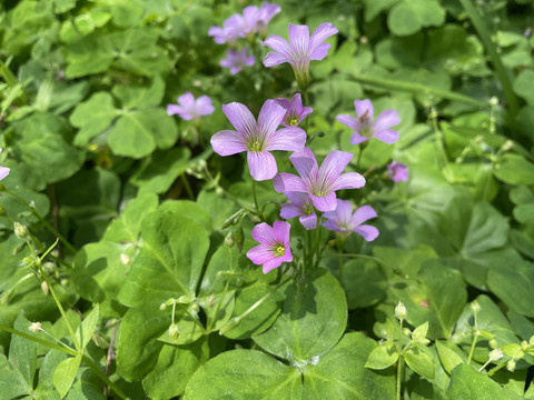 红花酢浆草