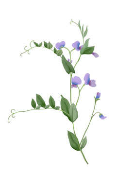 紫色豌豆花