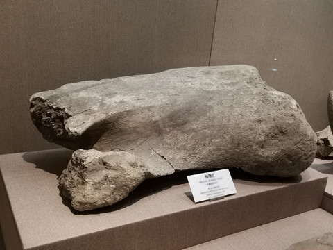 新石器时代马家浜文化兽骨鲸颚骨