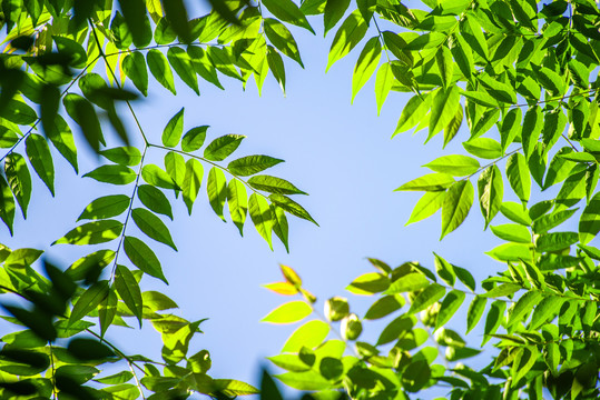 绿叶天空