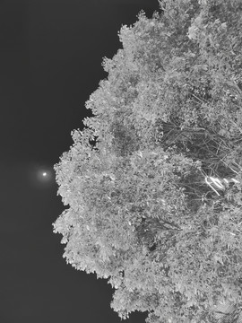 黑白摄影树叶
