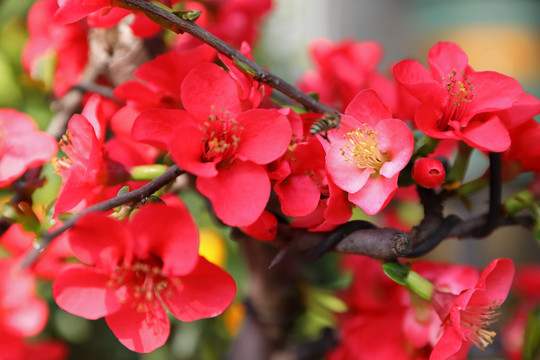 花卉背景