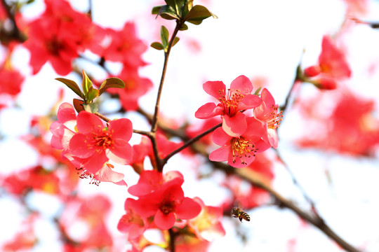 海棠花开