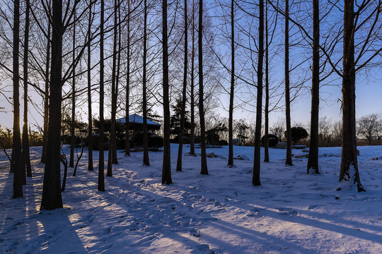 雪地树影摄影图