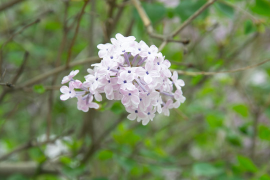 丁香花