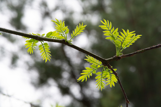 皂荚