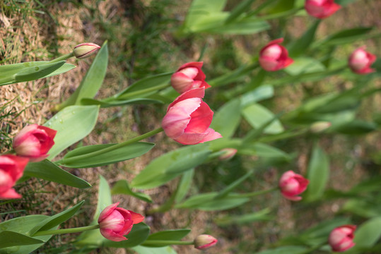 郁金香花盛开