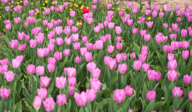 郁金香花盛开