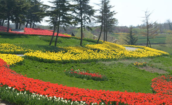 郁金香花海