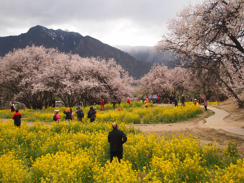 林芝桃花