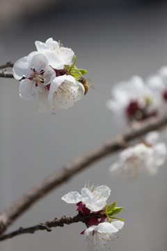 桃花盛开蜜蜂来