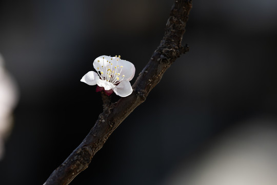 桃花盛开的时节